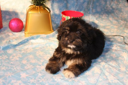 havanese-puppies